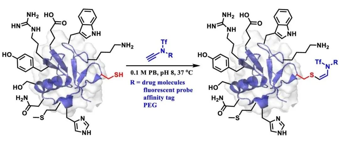 ACS Cent. Sci.｜基于炔酰胺的氢硫化反应进行蛋白质和多肽上的半胱氨酸修饰