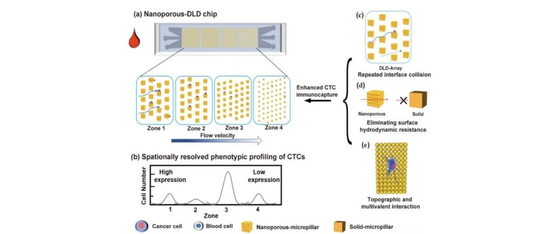 课题组工作 ｜ACS Nano｜基于纳米孔微柱阵列的空间分辨免疫捕获实现循环肿瘤细胞的表型异质性分析