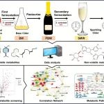 西北农林科大岳田利教授团队: 非靶向代谢组学结合化学计量学揭示起泡苹果酒两个发酵阶段的不同代谢特征