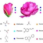 青岛农业大学助理教授在农林科学一区Top期刊发表研究成果！在盐碱地玫瑰次生代谢物积累方面取得重要进展