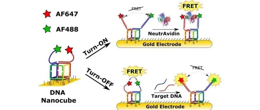 文献分享|JACS：用于基于FRET的生物传感工程DNA纳米立方体SAM支架：界面表征和传感器演示