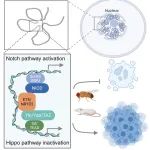 EMBO J丨马仙珏/谢琦团队揭示核受体E75/NR1D2促进肿瘤恶性转化新机制