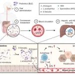 Cell Rep Med丨马春红/李春阳/梁晓红/范玉琛揭示了干预肠道菌群治疗慢性乙型肝炎的新策略