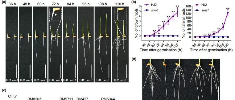 【文献解读】浙江大学毛传澡课题组揭示水稻t-SNARE蛋白OsSYP132在细胞囊泡融合和根形态建成中的关键作用