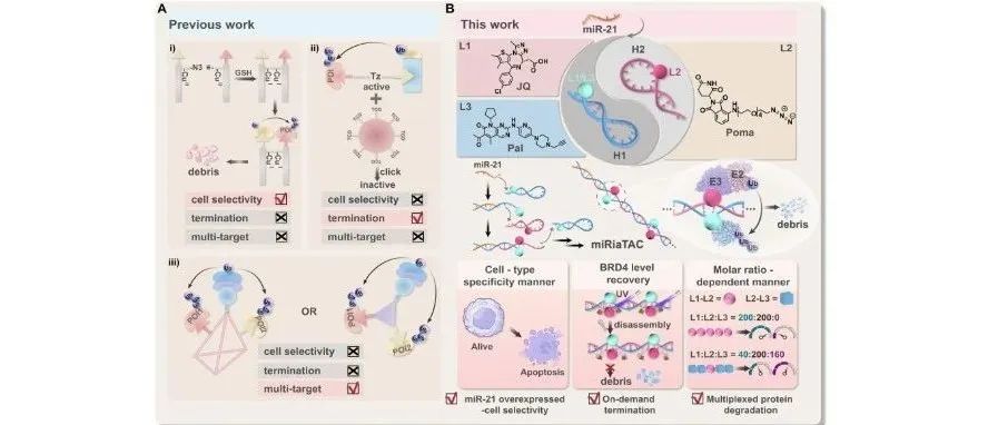 Angew. | MicroRNA触发的可编程DNA编码Pre-PROTACs，用于可选择性可控的蛋白质降解