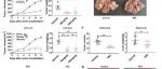 Cell. Reports. Med.|维生素 B3 通过骨髓细胞中偏倚的 GPR109A 信号传导诱导针对肝癌的抗肿瘤免疫