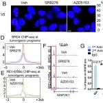 PNAS | 昼夜节律调控因子REV-ERBα功能逆转导致肿瘤基因重编程