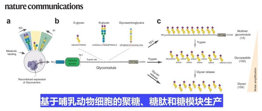 Nat. Commun.|基于哺乳动物细胞的聚糖、糖肽和糖模块生产