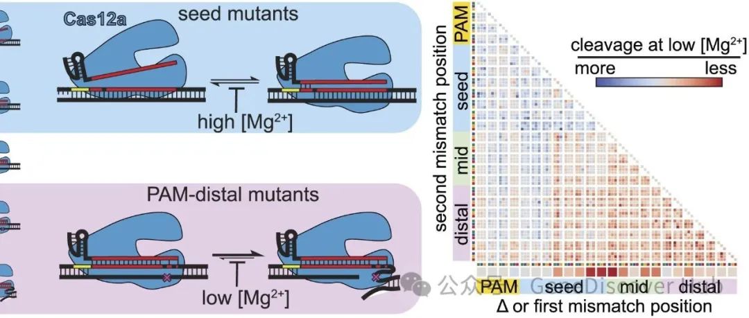 CRISPR-Cas12a表现出金属依赖性特异性转换