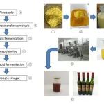 中国热科院加工所揭示醋酸发酵对菠萝营养成分、口感和香气的影响