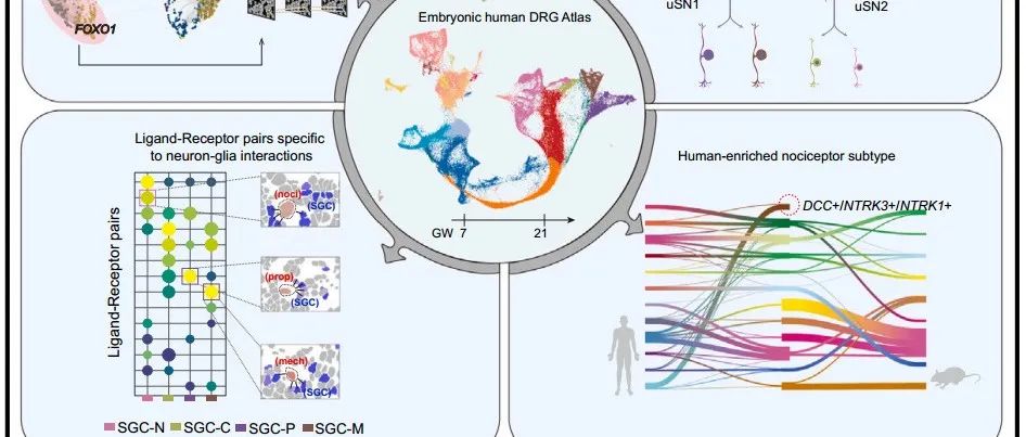 【科技前沿】Cell｜中国科学院王晓群等合作构建了人类背根神经节类器官建立人类痛痒感觉研究新平台