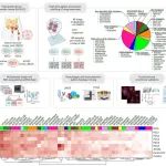 Nat. Chem. Biol. | 用于药物发现的多重单细胞RNA-Seq药物转录组学管道