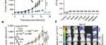 Nature | 精准癌症免疫疗法中的益生菌新抗原递送载体