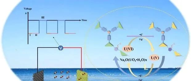 华北电力大学王祥科团队Chem & Bio Engineering | 咔唑基共轭微孔聚合物电极应用于海水提铀