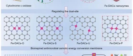 文献分享 | Adv. Mater. |受生物启发的同核双原子铁活性位点调节，用于高效防污和渗透能转换