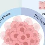 Mol Cancer | 温州医科大学纪建松/涂建飞发现肿瘤免疫微环境重塑与免疫治疗中的铜死亡、铁死亡和泛凋亡的综述