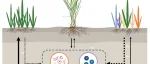 兰州大学吴纪华团队New Phytologist最新成果！