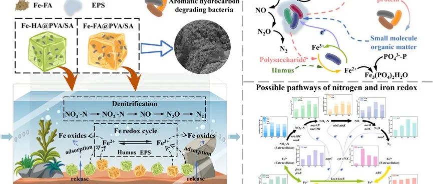 西安建筑科技大学苏俊峰团队WR：含铁-腐殖质生物固定化材料对贫营养水体的生物修复——性能和可能的机制