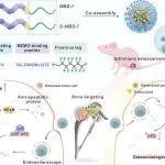 Adv Sci丨海军军医大学肖建如等团队合作研究开发了骨靶向氟肽纳米颗粒抑制NF-κB信号治疗骨肉瘤和肿瘤诱导的骨破坏