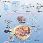 Biomaterials：利用放射性223Ra/Ba单原子酶靶向衰老以增强抗肿瘤免疫治疗