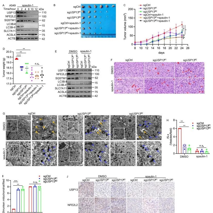 Autophagy | 中南大学湘雅医学院陶永光团队揭示USP13在调控自噬和铁死亡转换中的重要作用