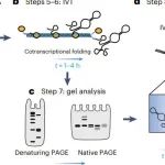 研究进展：四川大学冷冻电镜-RNA | Nature Protocols