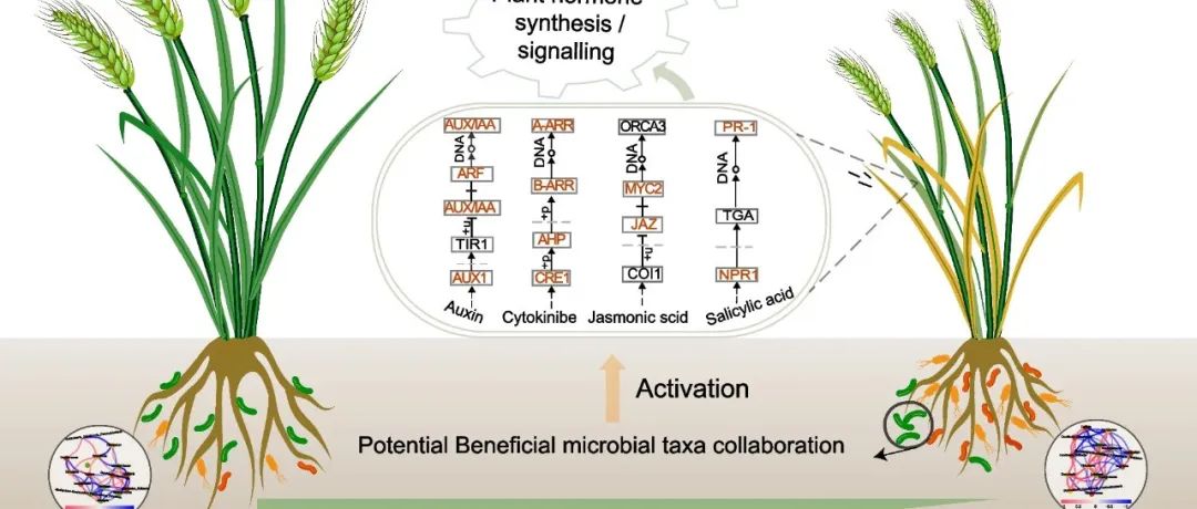 根际微生物丨MICROBIOME：通过微生物相互作用和激素途径调节防治小麦黄花叶病毒病