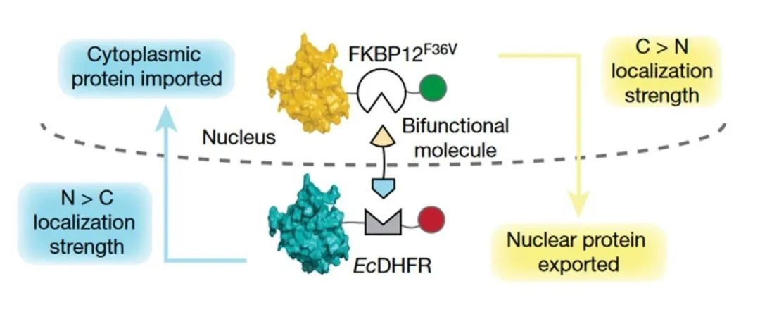 Nature┃通过蛋白转运偶联的靶向蛋白重新定位