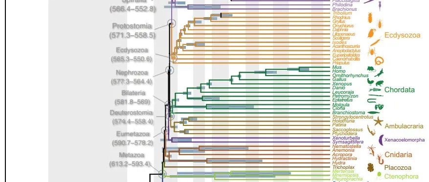 Sci. Adv.：科学家用“分子钟”揭示动物起源