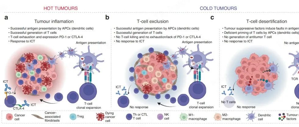 Br J Cancer| 免疫沙漠和免疫排斥型肿瘤的关键机制和治疗机会