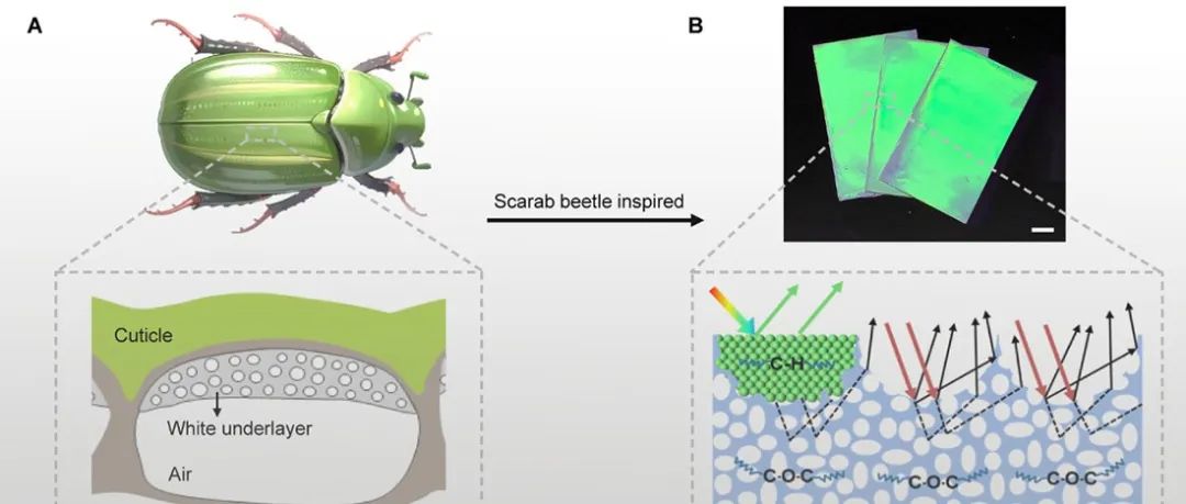 理化所李明珠/江雷团队、化学所宋延林团队 Matter：受金龟子启发的高亮度彩色日间辐射制冷薄膜