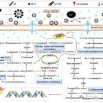 温州大学孙达-重庆科技大学曾国明丨Environ Technol Inno：小球藻生物炭负载纳米零价铁技术助力微生物调控研究