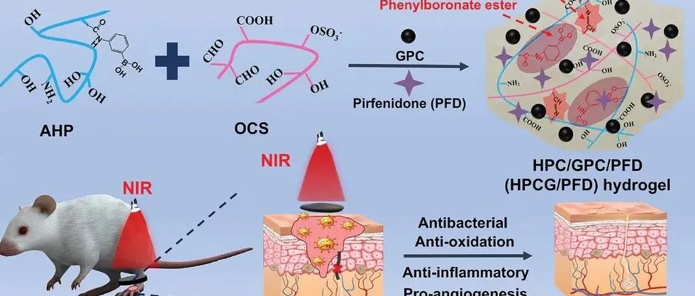 【Adv.Funct.Mater】pH/葡萄糖双反应吡非尼酮释放的光热/光动力协同抗菌水凝胶敷料治疗糖尿病足溃疡