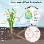 同济大学、中国环科院、南京所、水工业分会Adv. Sci.：污泥源微生物营养激励素促植物生长分子机制与综合效应