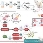 Biomaterials：通过缓解乏氧诱导的铁死亡耐药和免疫抑制启动癌症-免疫循环