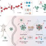 Biomaterials：牛血清白蛋白框架化的可激活型NIR AIE光敏剂用于实现肿瘤靶向治疗