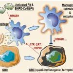 Biomaterials：靶向声动力治疗诱导胶质母细胞瘤细胞准免疫原性铁死亡和巨噬细胞免疫刺激性自噬