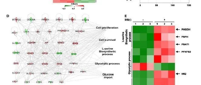 AMPK-HIF-1α信号增强葡萄糖衍生的新生丝氨酸生物合成，促进胶质母细胞瘤生长