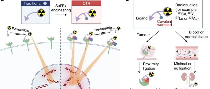 文献分享 | Nature | 靶向共价放射性药物增强放射性核素治疗效果