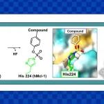 J. Med. Chem.：组氨酸残基与芳基氟代硫酸盐的共价靶向：在Mcl - 1 Bh3模拟物中的应用