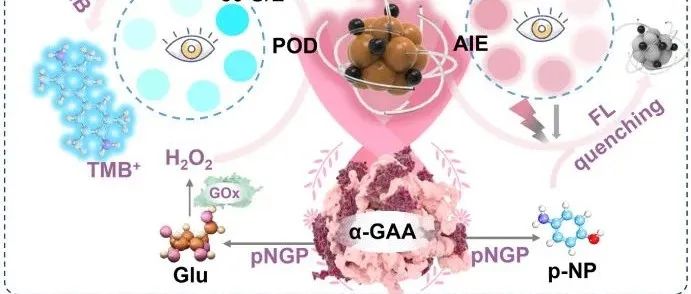 BB.一种 AIE 多功能探针赋能比色-荧光双模生物传感器用于早期糖尿病筛查