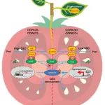 文献解读｜中国农业科学院蔬菜花卉研究所、农业基因组研究所及山东省农业科学院蔬菜研究所联合发现“糖刹车”基因