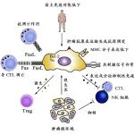 中标超 985 项的热点：「免疫」该如何研究？