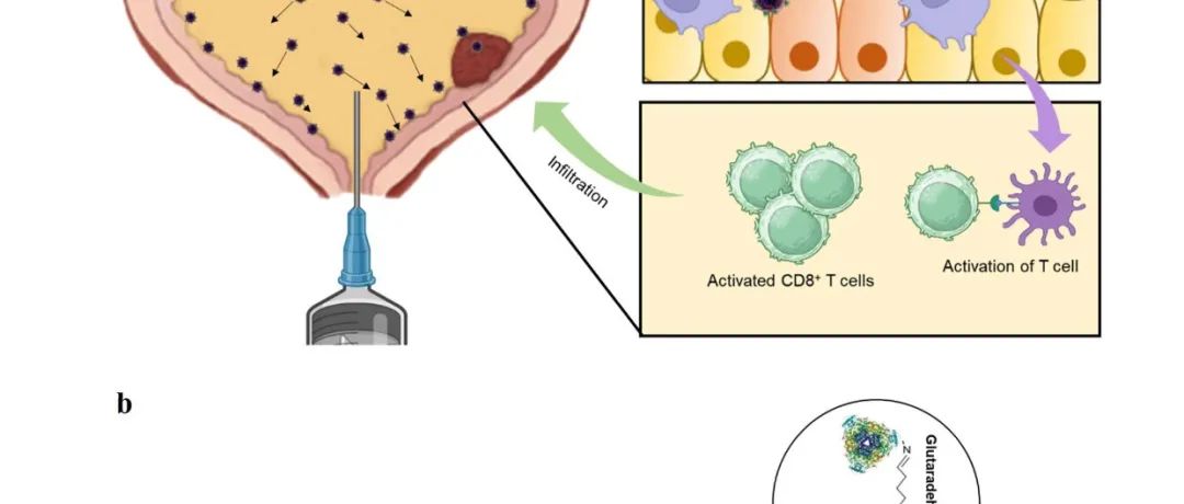 【nature communication】含有 STING 激动剂的脲酶动力纳米马达用于膀胱癌免疫治疗