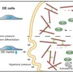 武汉大学蒋卫/湖北大学张冬卉课题组合作《Stem Cell Rep》：发现细胞体积变化影响内胚层特化的调控机制