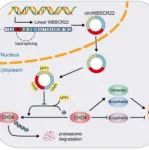 IJBM | 湖南大学李兆勇课题组发现环状RNA circWBSCR22促进结直肠癌细胞转移