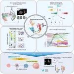 Cell | 中国科学院生物物理研究所王晓群研究组揭示人类背根神经节发育转录调控机制并构建人类背根神经节类器官