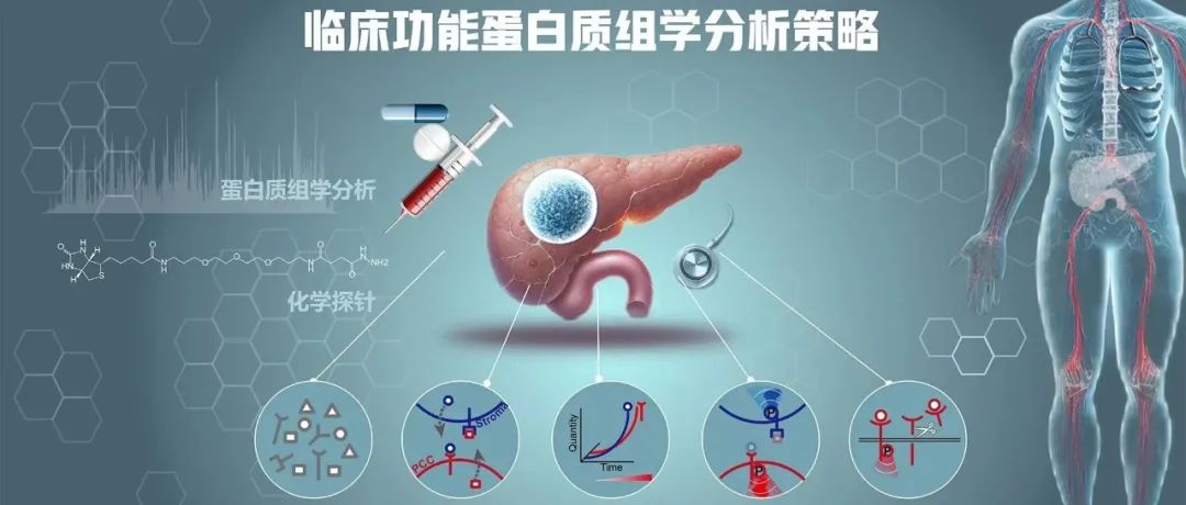 Nature | 南方科技大学田瑞军团队联合实现临床功能蛋白质组学的胰腺癌应用