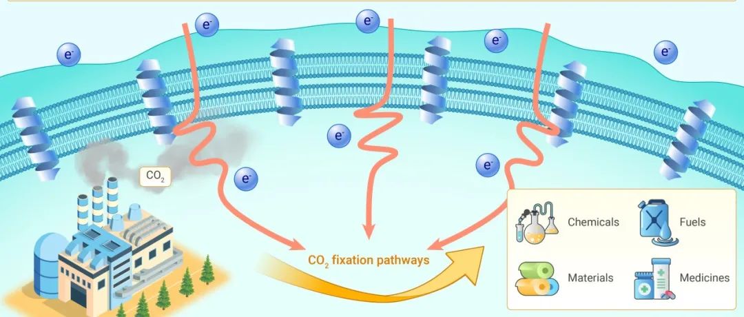 The Innovation Energy | 优化细菌-电极界面，助力生物电催化转化CO&#8322;