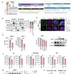 Science子刊 | 山东大学马春红/武专昌研究发现TIM-3的棕榈酰化促进免疫衰竭并抑制抗肿瘤免疫！